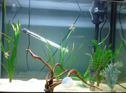 freshwater fish stocking in 190 gallons tank - Angel fish with a few plants. freshwater fish stocking in 190 gallons tank - Angel fish with a few plants.