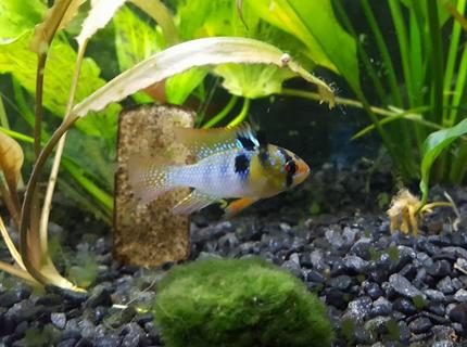 Rated #5: Freshwater Fish Stocking In 30 Gallons Tank - My German Blue Ram, Gordon Ramsey Rated #5: Freshwater Fish Stocking In 30 Gallons Tank - My German Blue Ram, Gordon Ramsey