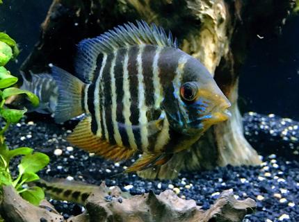 Rated #3: Freshwater Fish Stocking In 150 Gallons Tank - Red shoulder severum Rated #3: Freshwater Fish Stocking In 150 Gallons Tank - Red shoulder severum