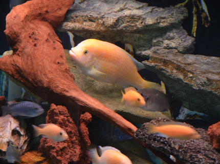 freshwater fish stocking in 80 gallons tank - Dragon Blood Peacock freshwater fish stocking in 80 gallons tank - Dragon Blood Peacock