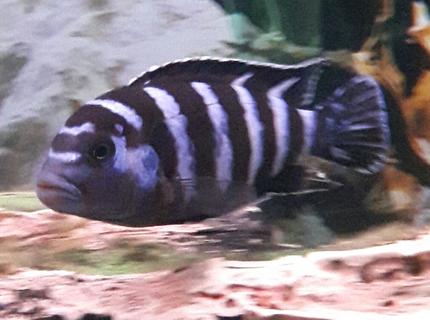freshwater fish stocking in 80 gallons tank - Pompo Rock "Pseudo. Demasoni" freshwater fish stocking in 80 gallons tank - Pompo Rock "Pseudo. Demasoni"