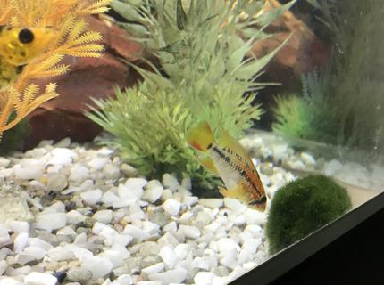 freshwater fish stocking in 52 gallons tank - Male dwarf cichlids freshwater fish stocking in 52 gallons tank - Male dwarf cichlids