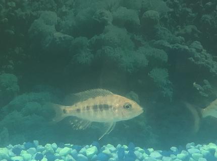 freshwater fish stocking in 36 gallons tank - Name this fish please freshwater fish stocking in 36 gallons tank - Name this fish please