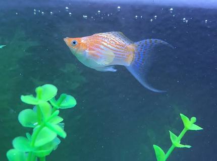 freshwater fish stocking in 5 gallons tank - Specific breed and gender of molly? I forgot, and would like to do more reasearch on my fish.
Unimportant note: his name is pudge. freshwater fish stocking in 5 gallons tank - Specific breed and gender of molly? I forgot, and would like to do more reasearch on my fish.
Unimportant note: his name is pudge.