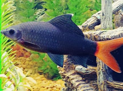 Rated #10: Freshwater Fish Stocking In 65 Gallons Tank - My Redtail Shark \"Wanda\" Rated #10: Freshwater Fish Stocking In 65 Gallons Tank - My Redtail Shark "Wanda"