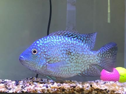 freshwater fish stocking in 40 gallons tank - Texas Cichlid
Tank Size: 40 gallon
Lighting Equipment: Blue & White LED Max 28W
Decorations: Two Colorful Golf Balls, Muti Colour Natural Gravel Mix, freshwater fish stocking in 40 gallons tank - Texas Cichlid
Tank Size: 40 gallon
Lighting Equipment: Blue & White LED Max 28W
Decorations: Two Colorful Golf Balls, Muti Colour Natural Gravel Mix,
