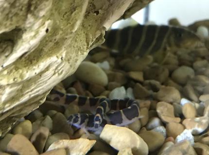 freshwater fish stocking in 55 gallons tank - Kuhli loaches freshwater fish stocking in 55 gallons tank - Kuhli loaches