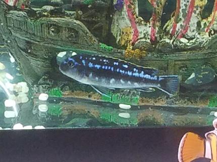 freshwater fish stocking in 60 gallons tank - What kind of fishes were given to me. freshwater fish stocking in 60 gallons tank - What kind of fishes were given to me.