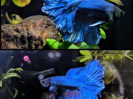 freshwater fish stocking in 8 gallons tank - Halfmoon, Rosetail Male Betta. Royal Blue with White Trim. freshwater fish stocking in 8 gallons tank - Halfmoon, Rosetail Male Betta. Royal Blue with White Trim.