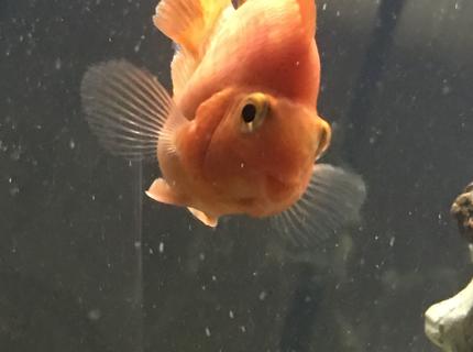 freshwater fish stocking in 150 gallons tank - Hello my name is Pumpkin! freshwater fish stocking in 150 gallons tank - Hello my name is Pumpkin!