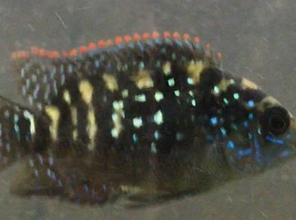 freshwater fish stocking in 150 gallons tank - Jack Dempsey freshwater fish stocking in 150 gallons tank - Jack Dempsey