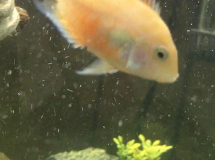 freshwater fish stocking in 150 gallons tank - Cupcake freshwater fish stocking in 150 gallons tank - Cupcake