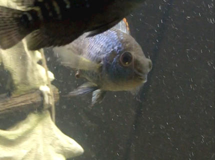 freshwater fish stocking in 150 gallons tank - Azulejo freshwater fish stocking in 150 gallons tank - Azulejo
