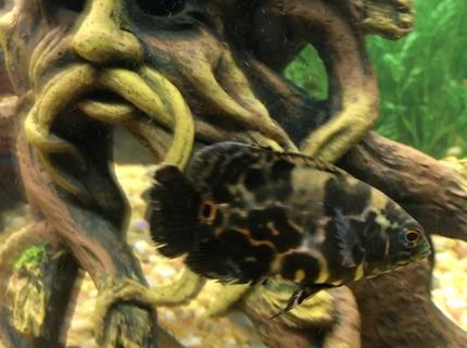 freshwater fish stocking in 150 gallons tank - Tiger Oscar freshwater fish stocking in 150 gallons tank - Tiger Oscar
