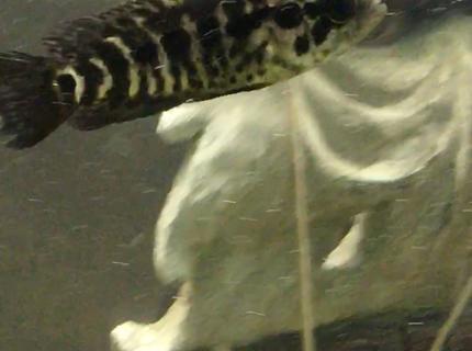 freshwater fish stocking in 150 gallons tank - What am I? freshwater fish stocking in 150 gallons tank - What am I?