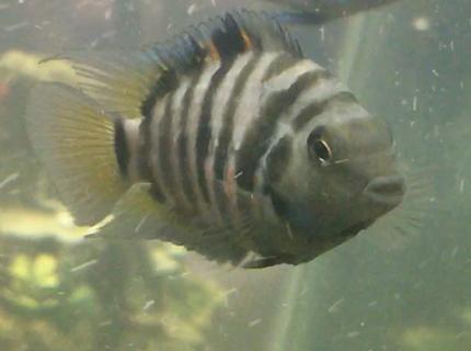 freshwater fish stocking in 150 gallons tank - So expressive freshwater fish stocking in 150 gallons tank - So expressive