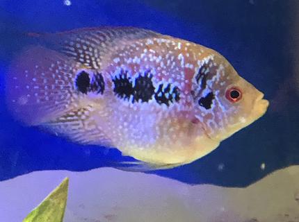 freshwater fish stocking in 60 gallons tank - Kirin (flower parrot) freshwater fish stocking in 60 gallons tank - Kirin (flower parrot)