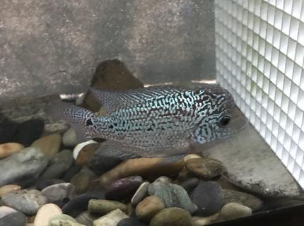 freshwater fish stocking in 240 gallons tank - Rate my flowerhorn freshwater fish stocking in 240 gallons tank - Rate my flowerhorn