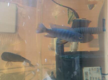 freshwater fish stocking in 90 gallons tank - Cichlids freshwater fish stocking in 90 gallons tank - Cichlids