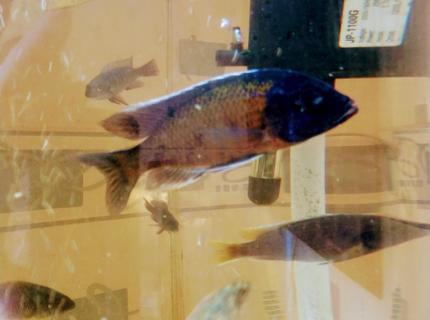freshwater fish stocking in 90 gallons tank - Cichlids freshwater fish stocking in 90 gallons tank - Cichlids