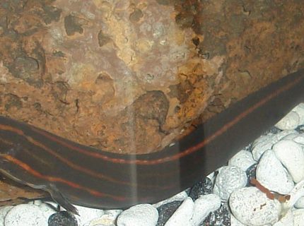 freshwater fish - mastacembelus erythrotaenia - fire eel stocking in 45 gallons tank - One of my 2 Fire eels. freshwater fish - mastacembelus erythrotaenia - fire eel stocking in 45 gallons tank - One of my 2 Fire eels.