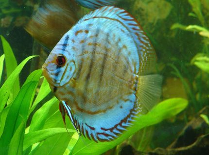 Rated #6: Freshwater Fish - Symphysodon Aequifasciata - Royal Blue Discus Stocking In 90 Gallons Tank - Brilliant Blue Discus
Symphysodon aequifasciatus
This photo is not enhanced. Rated #6: Freshwater Fish - Symphysodon Aequifasciata - Royal Blue Discus Stocking In 90 Gallons Tank - Brilliant Blue Discus
Symphysodon aequifasciatus
This photo is not enhanced.