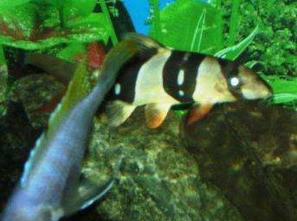 freshwater fish - botia macracantha - clown loach stocking in 90 gallons tank - my clown loach... look at the white strip freshwater fish - botia macracantha - clown loach stocking in 90 gallons tank - my clown loach... look at the white strip