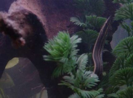 freshwater fish - mastacembelus erythrotaenia - fire eel stocking in 90 gallons tank - Buddy, our Fire Eel. freshwater fish - mastacembelus erythrotaenia - fire eel stocking in 90 gallons tank - Buddy, our Fire Eel.