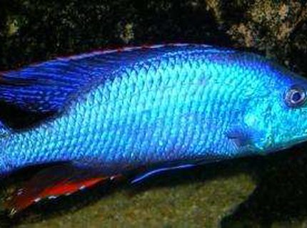 freshwater fish - dimidiochromis compressiceps - compressiceps cichlid stocking in 60 gallons tank - D.compressiceps dominant male 11" freshwater fish - dimidiochromis compressiceps - compressiceps cichlid stocking in 60 gallons tank - D.compressiceps dominant male 11"