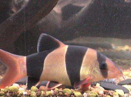 freshwater fish - botia macracantha - clown loach stocking in 75 gallons tank - my clown loach. smaller of 2 freshwater fish - botia macracantha - clown loach stocking in 75 gallons tank - my clown loach. smaller of 2