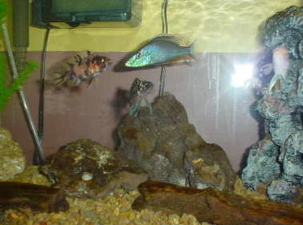 freshwater fish - dimidiochromis compressiceps - compressiceps cichlid stocking in 40 gallons tank - Cichild Tank freshwater fish - dimidiochromis compressiceps - compressiceps cichlid stocking in 40 gallons tank - Cichild Tank