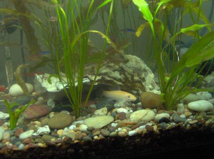 freshwater fish - puntius titteya - albino cherry barb stocking in 38 gallons tank - Albino Algae Eater, Neon Tetras, Cherry Barbs. Best way to take pictures of fish staying still are to turn off the lights and wait 20 mins and turn it back on so you can take good still photos! freshwater fish - puntius titteya - albino cherry barb stocking in 38 gallons tank - Albino Algae Eater, Neon Tetras, Cherry Barbs. Best way to take pictures of fish staying still are to turn off the lights and wait 20 mins and turn it back on so you can take good still photos!