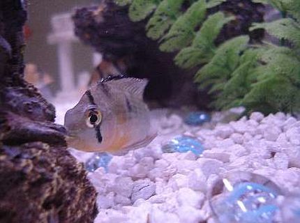 freshwater fish - cleithracara maronii - keyhole cichlid stocking in 30 gallons tank - Does anyone what type of fish this is? freshwater fish - cleithracara maronii - keyhole cichlid stocking in 30 gallons tank - Does anyone what type of fish this is?