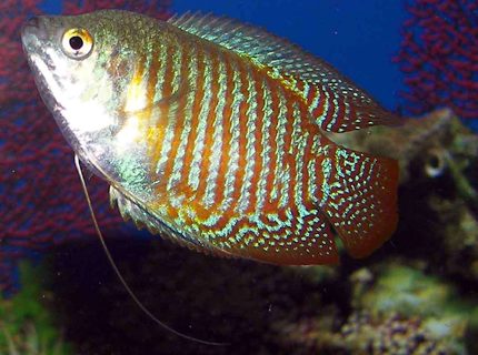 freshwater fish - colisa lalia - dwarf gourami stocking in 55 gallons tank - gourami freshwater fish - colisa lalia - dwarf gourami stocking in 55 gallons tank - gourami