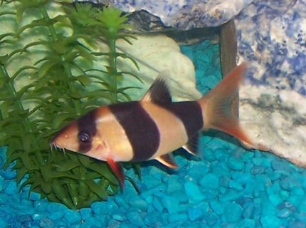 freshwater fish - botia macracantha - clown loach stocking in 55 gallons tank - clown loach freshwater fish - botia macracantha - clown loach stocking in 55 gallons tank - clown loach