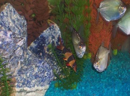 freshwater fish - botia macracantha - clown loach stocking in 55 gallons tank - Community 01: silver dollars, kribensis, clown loach. freshwater fish - botia macracantha - clown loach stocking in 55 gallons tank - Community 01: silver dollars, kribensis, clown loach.