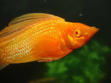 freshwater fish - poecilia latipinna - golden sailfin molly stocking in 24 gallons tank - The big ol Sailfin, Goldmember freshwater fish - poecilia latipinna - golden sailfin molly stocking in 24 gallons tank - The big ol Sailfin, Goldmember