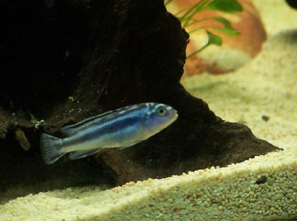 freshwater fish - melanochromis cyaneorhabdos - maingano cichlid stocking in 55 gallons tank - young maingano island johanni
( african cichlid ) freshwater fish - melanochromis cyaneorhabdos - maingano cichlid stocking in 55 gallons tank - young maingano island johanni
( african cichlid )