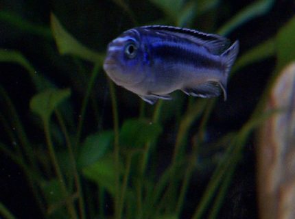 freshwater fish - melanochromis cyaneorhabdos - maingano cichlid stocking in 55 gallons tank - young maingano island johanni
( african cichlid ) freshwater fish - melanochromis cyaneorhabdos - maingano cichlid stocking in 55 gallons tank - young maingano island johanni
( african cichlid )