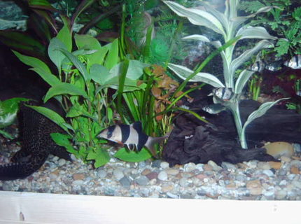 freshwater fish - botia macracantha - clown loach stocking in 75 gallons tank - my clown loach a few of my tiger barbs and the back end of my plec. freshwater fish - botia macracantha - clown loach stocking in 75 gallons tank - my clown loach a few of my tiger barbs and the back end of my plec.