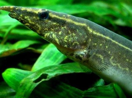 freshwater fish - macrognathus siamensis - peacock eel stocking in 53 gallons tank - Spot-Finned Spiny Eel freshwater fish - macrognathus siamensis - peacock eel stocking in 53 gallons tank - Spot-Finned Spiny Eel