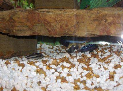 freshwater fish - phractocephalus hemioliopterus - redtail cat stocking in 45 gallons tank - 2 of my cichlids and 1 of my catfish freshwater fish - phractocephalus hemioliopterus - redtail cat stocking in 45 gallons tank - 2 of my cichlids and 1 of my catfish