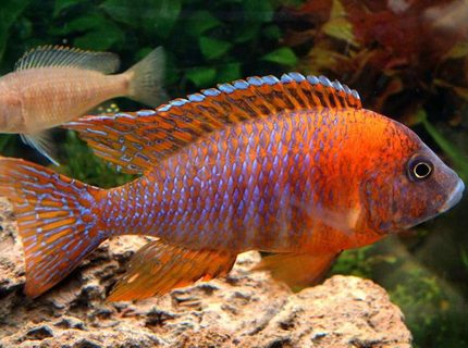 Rated #2: Freshwater Fish - Aulonocara Rubescens - Ruby Red Peacock Stocking In 55 Gallons Tank - Red Peacock close up. Manual, Micro mode, no flash. Rated #2: Freshwater Fish - Aulonocara Rubescens - Ruby Red Peacock Stocking In 55 Gallons Tank - Red Peacock close up. Manual, Micro mode, no flash.