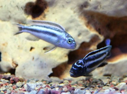 freshwater fish - melanochromis cyaneorhabdos - maingano cichlid stocking in 120 gallons tank - MELANOCHROMIS MAINGANO
do not know the sex freshwater fish - melanochromis cyaneorhabdos - maingano cichlid stocking in 120 gallons tank - MELANOCHROMIS MAINGANO
do not know the sex
