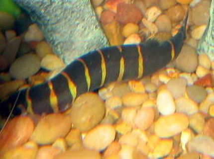 freshwater fish - pangio kuhlii - kuhli loach stocking in 55 gallons tank - Kuhli freshwater fish - pangio kuhlii - kuhli loach stocking in 55 gallons tank - Kuhli