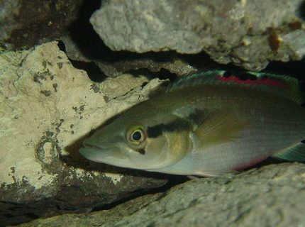 freshwater fish - crenichichla proteus - pike cichlid stocking in 125 gallons tank - My crenicichla proteus. freshwater fish - crenichichla proteus - pike cichlid stocking in 125 gallons tank - My crenicichla proteus.
