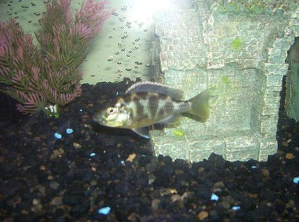 freshwater fish - nimbochromis venustus - venustus cichlid stocking in 55 gallons tank - cichlid freshwater fish - nimbochromis venustus - venustus cichlid stocking in 55 gallons tank - cichlid