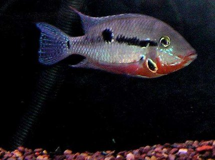 freshwater fish - thorichthys meeki - firemouth cichlid stocking in 210 gallons tank - Firemouth Cichlid freshwater fish - thorichthys meeki - firemouth cichlid stocking in 210 gallons tank - Firemouth Cichlid