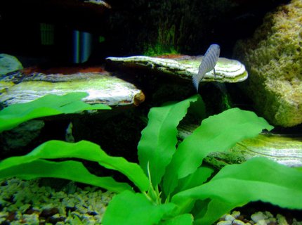 freshwater fish - aulonocara stuartgranti - peacock cichlid stocking in 75 gallons tank - Peacock freshwater fish - aulonocara stuartgranti - peacock cichlid stocking in 75 gallons tank - Peacock