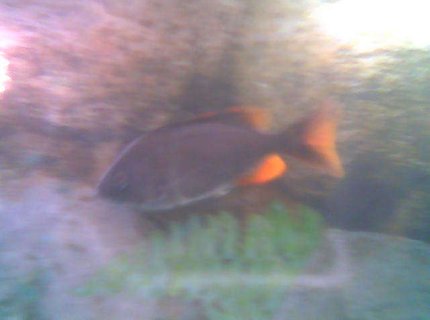 freshwater fish - copadichromis borleyi - yellowfin borleyi cichlid stocking in 75 gallons tank - WhoDey2 freshwater fish - copadichromis borleyi - yellowfin borleyi cichlid stocking in 75 gallons tank - WhoDey2